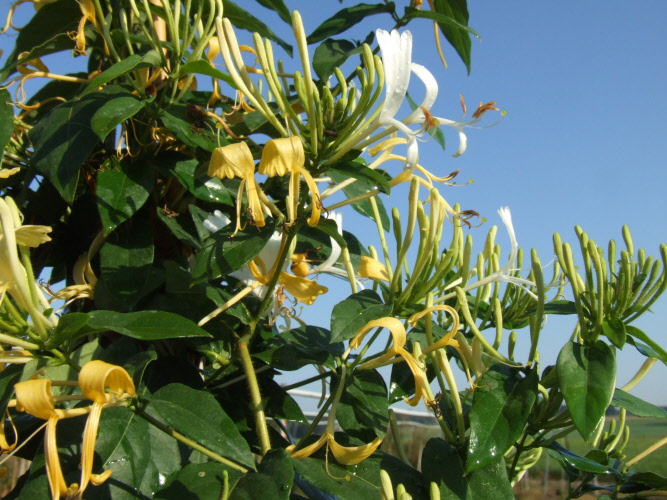 Lonicera similis var. delavayi