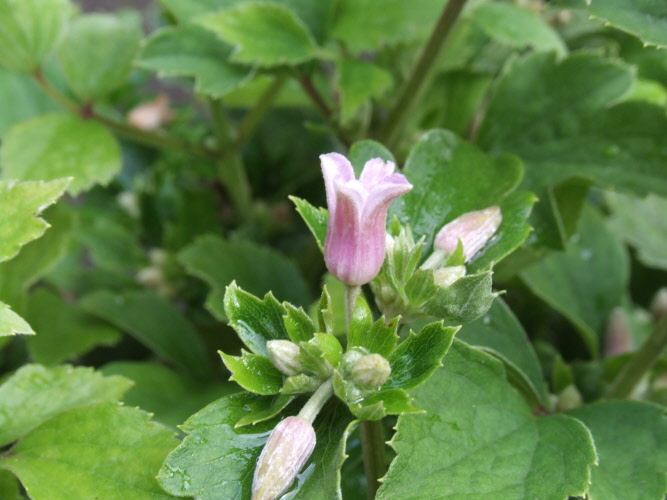 Clematis Pink Dwarf